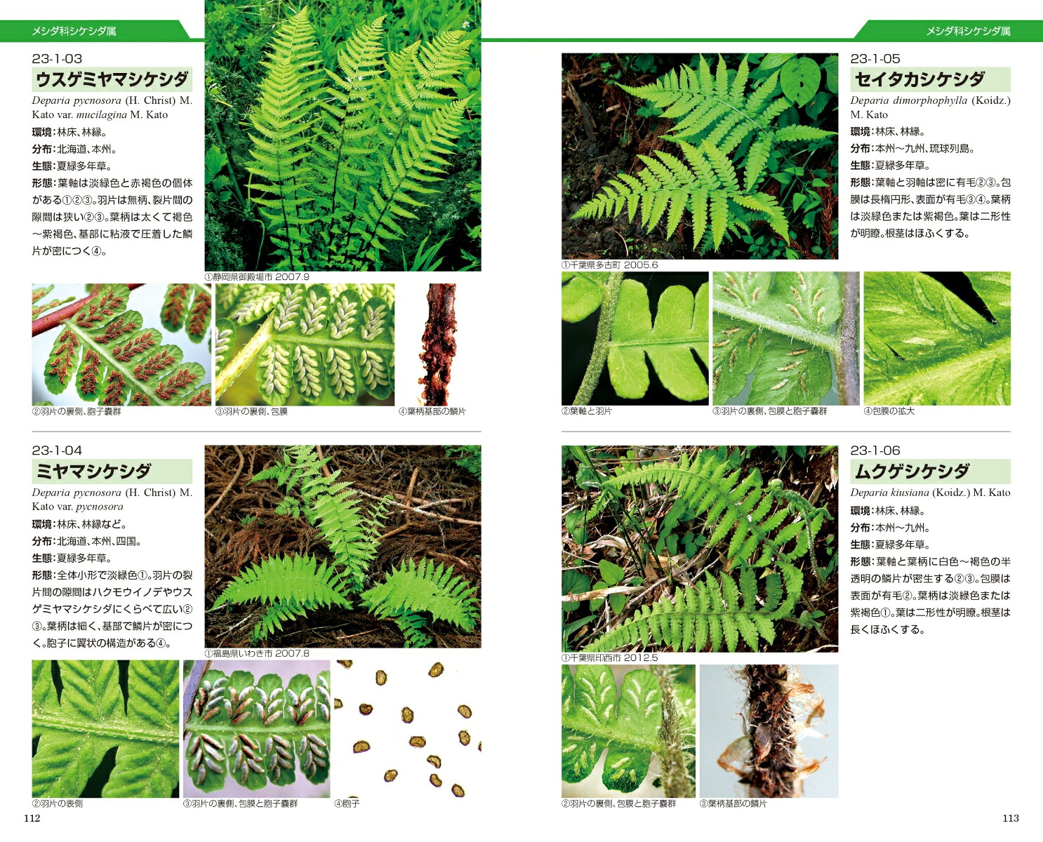 シダ識別入門図鑑[谷城勝弘]