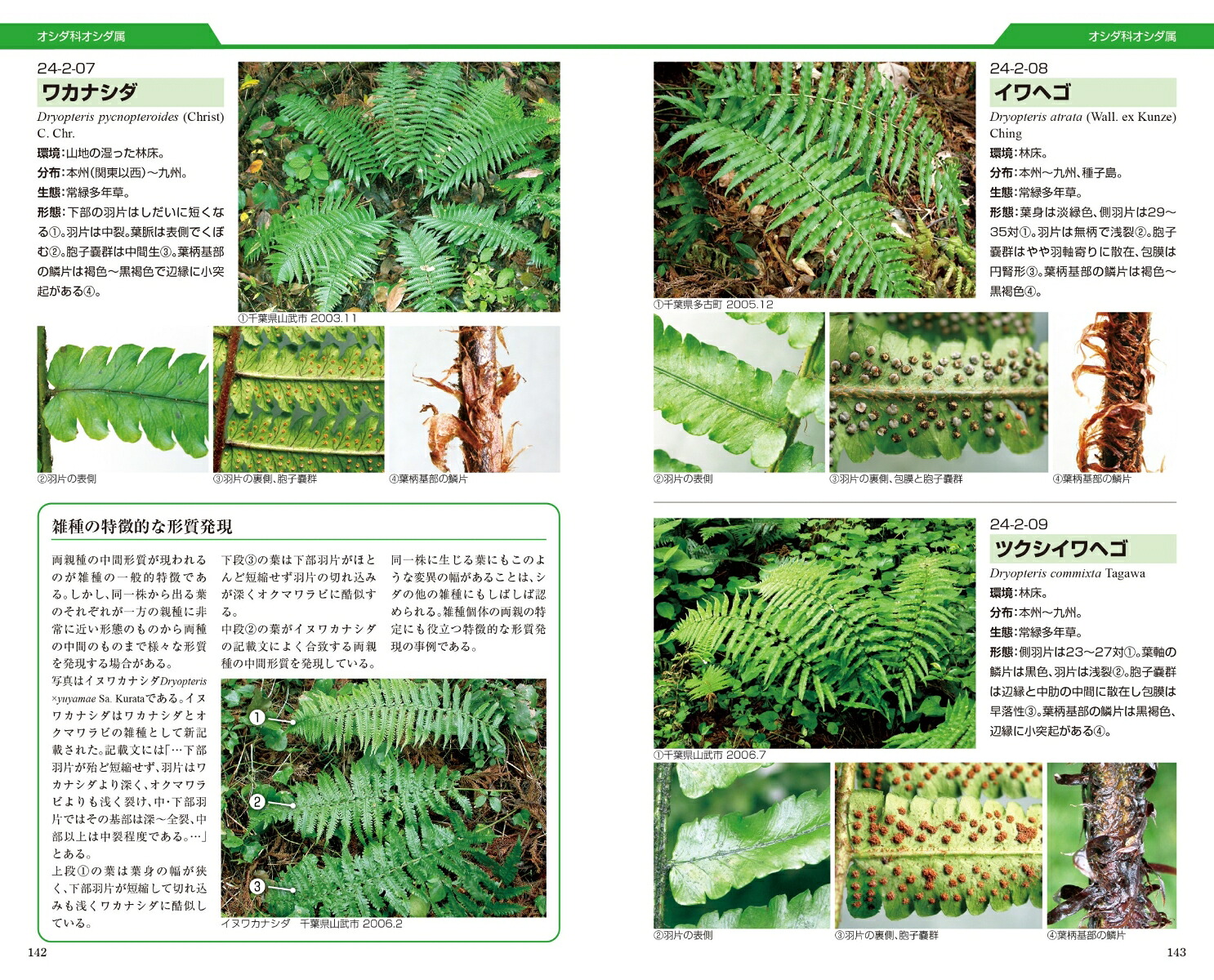 シダ識別入門図鑑[谷城勝弘]