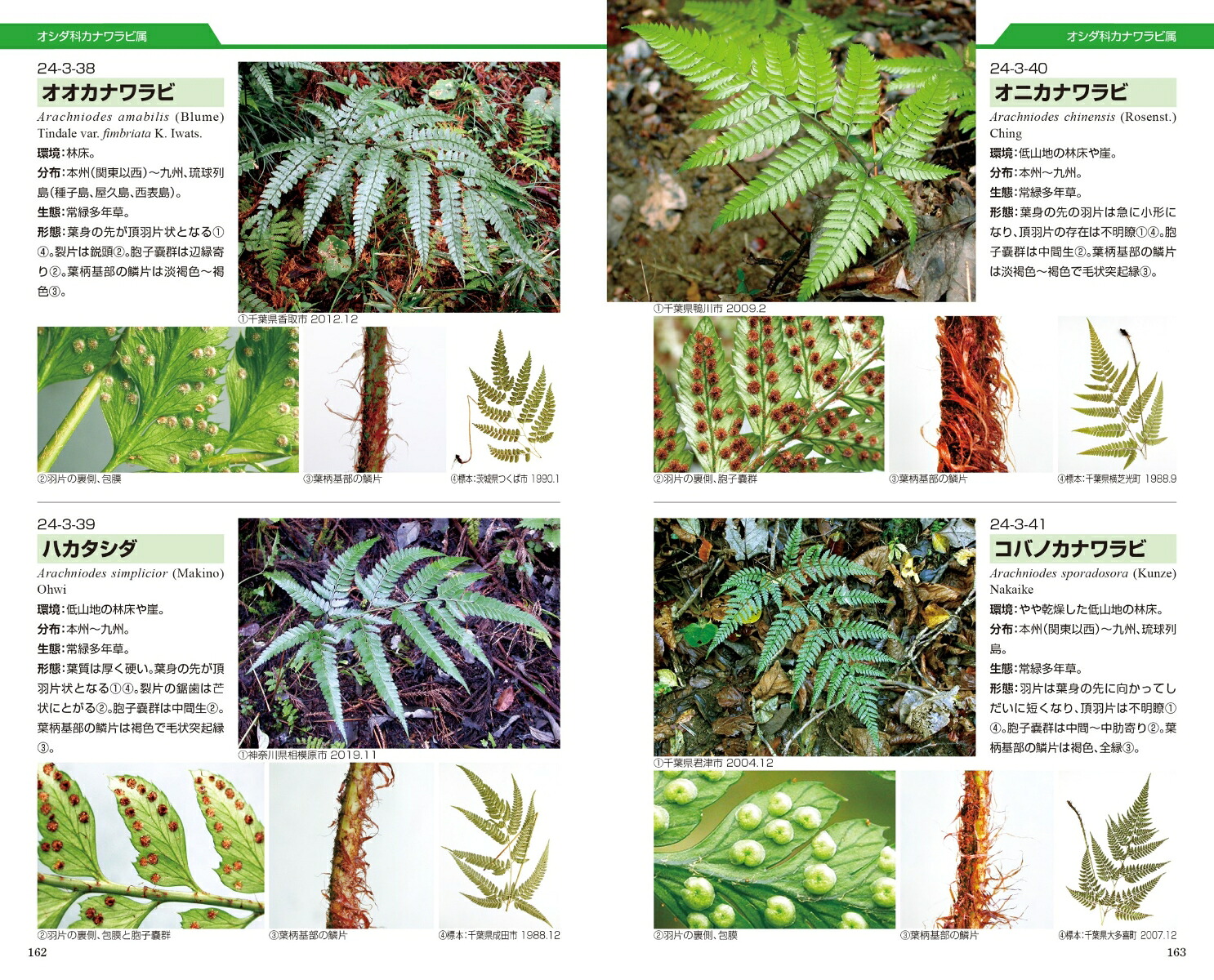 シダ識別入門図鑑[谷城勝弘]
