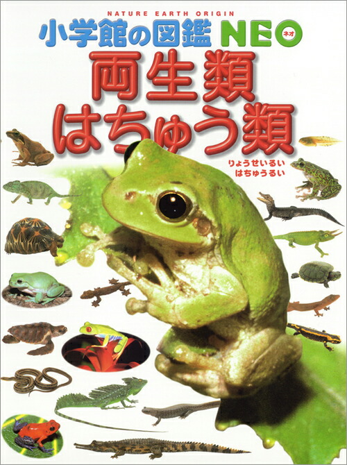 楽天ブックス: 小学館の図鑑NEO 両生類・はちゅう類 - 松井 正文 