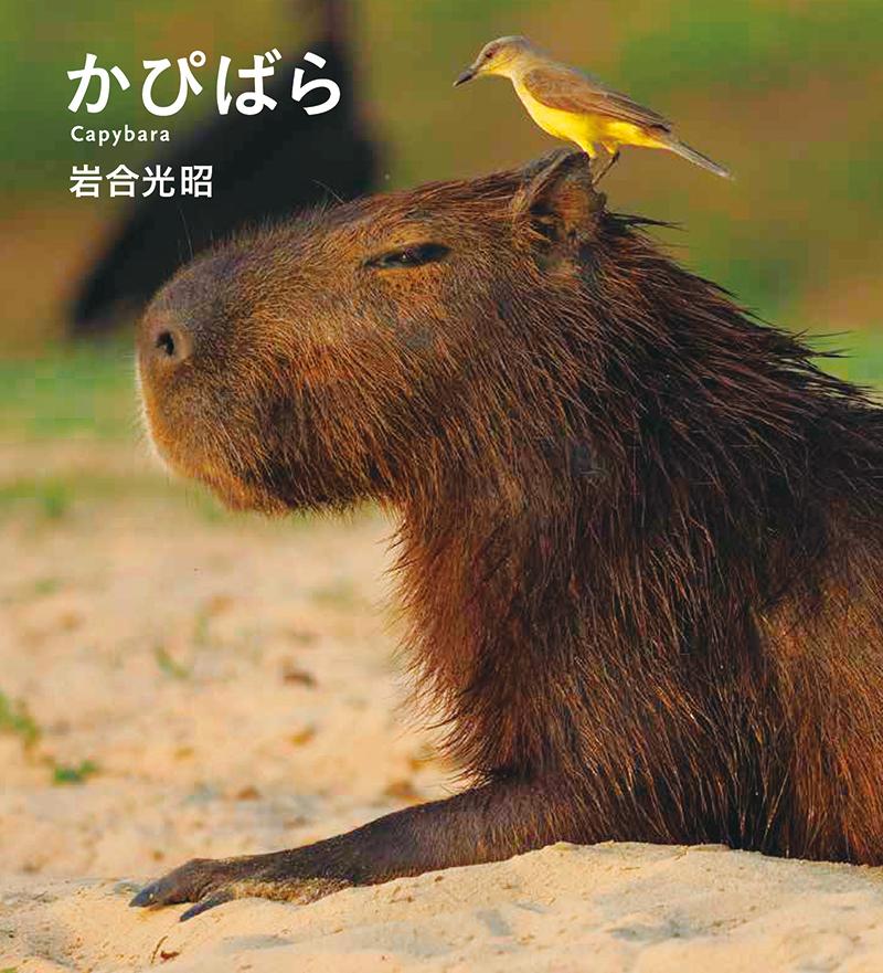 楽天ブックス: かぴばら - 岩合光昭 - 9784909532107 : 本 