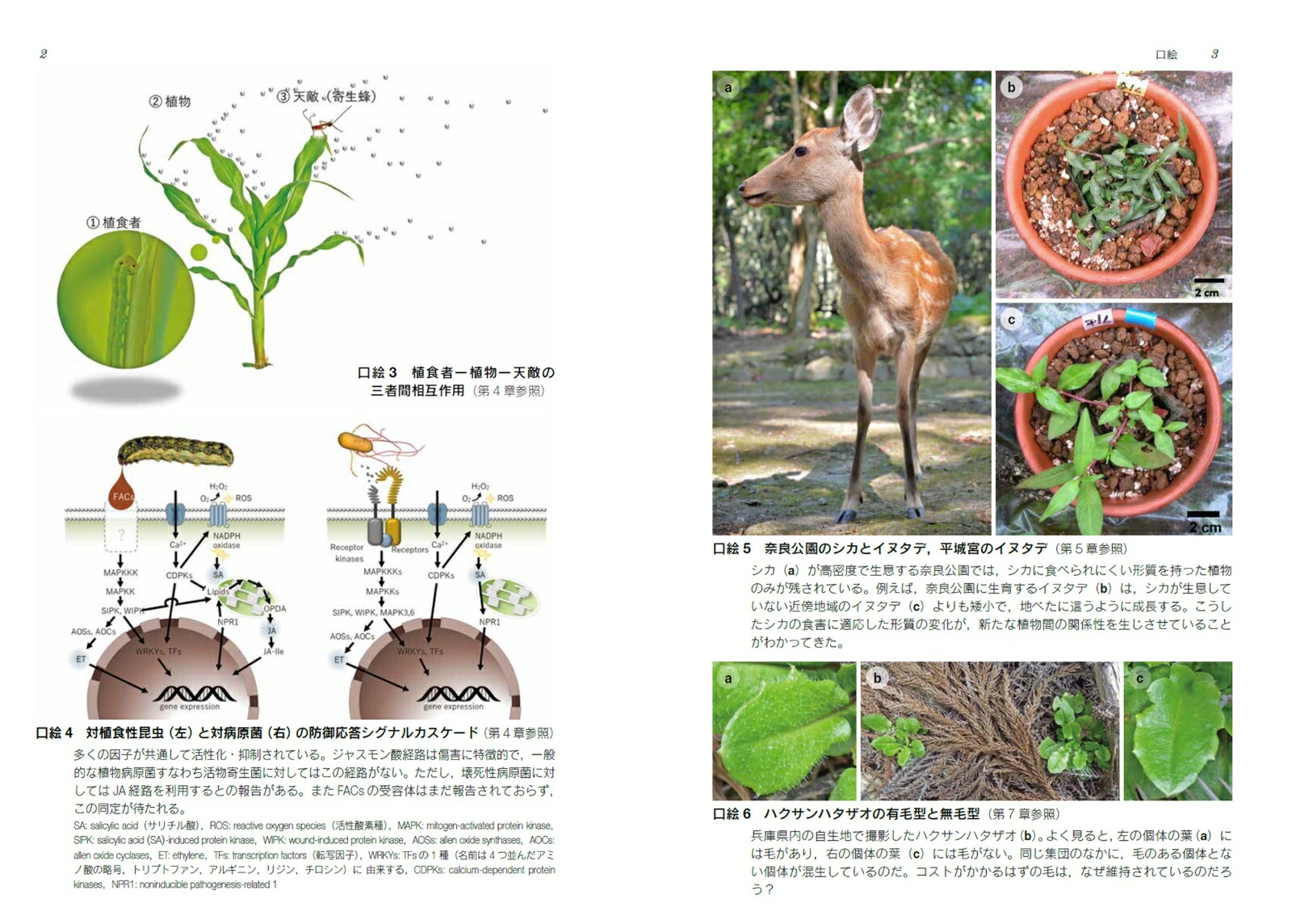 ʪθȽ￩ɸֳءʼʪإ꡼[ʪز]