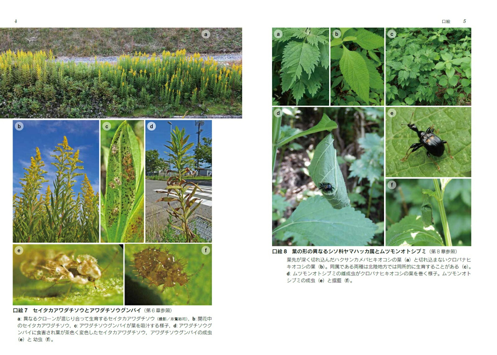 ʪθȽ￩ɸֳءʼʪإ꡼[ʪز]