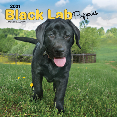 black lab puppies