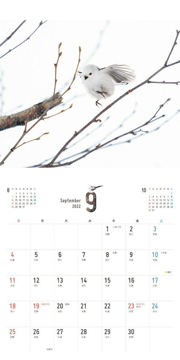 楽天ブックス まんまるかわいい雪の妖精シマエナガちゃんcalendar 22 本