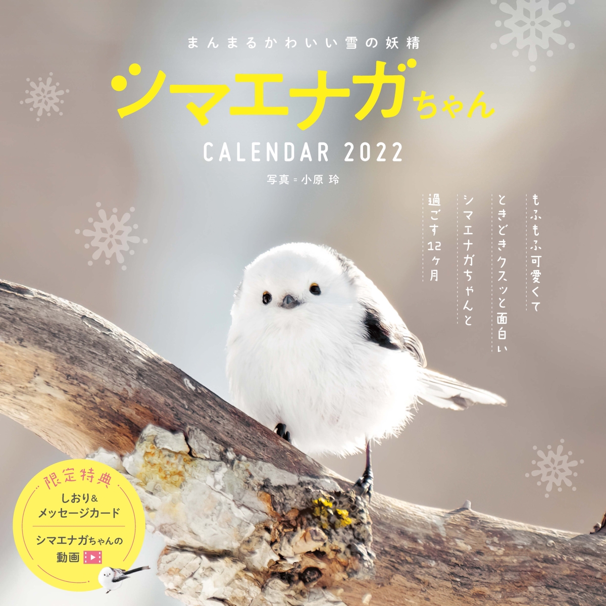 楽天ブックス まんまるかわいい雪の妖精シマエナガちゃんcalendar 22 本