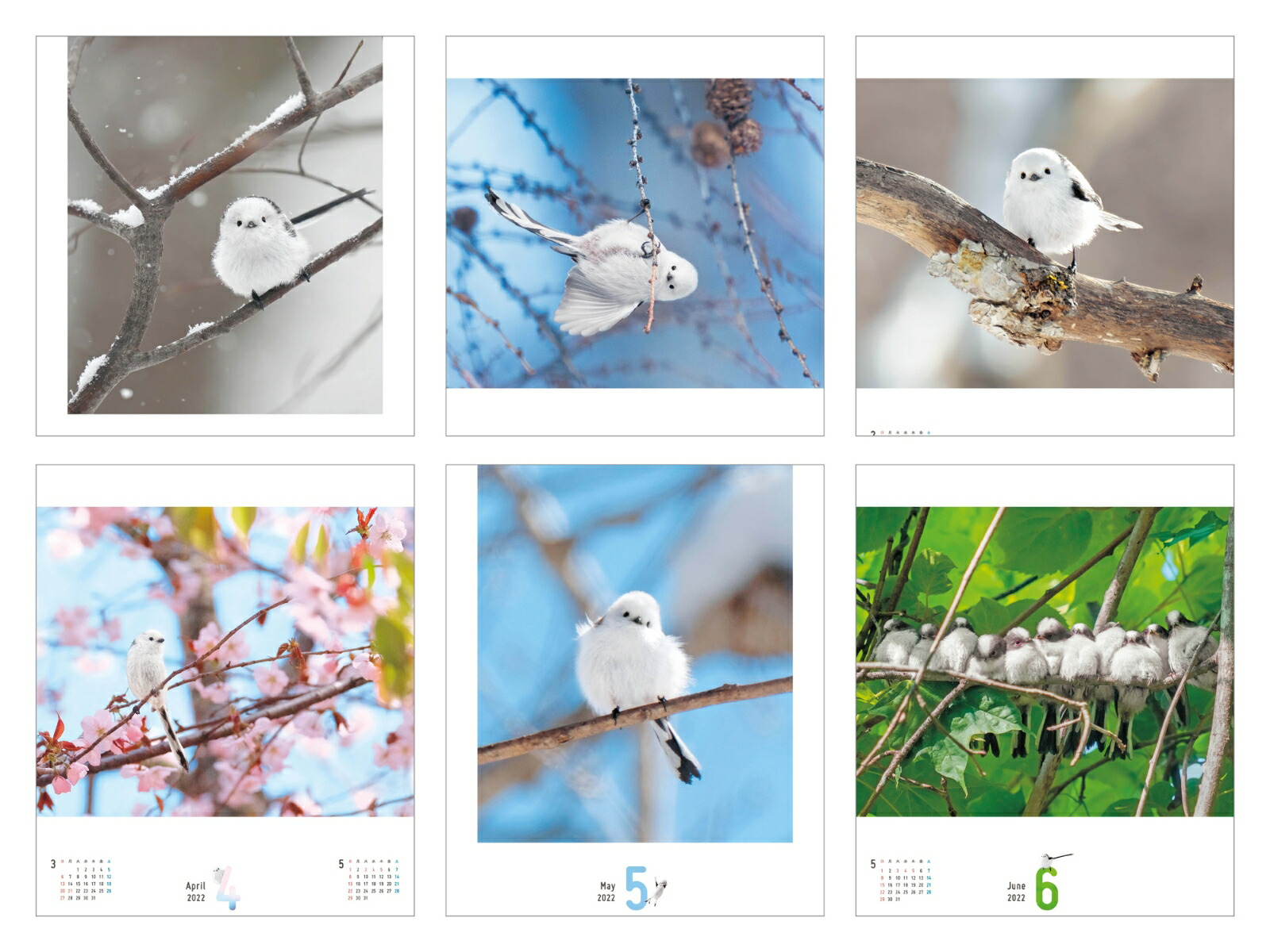 楽天ブックス まんまるかわいい雪の妖精シマエナガちゃんcalendar 22 本