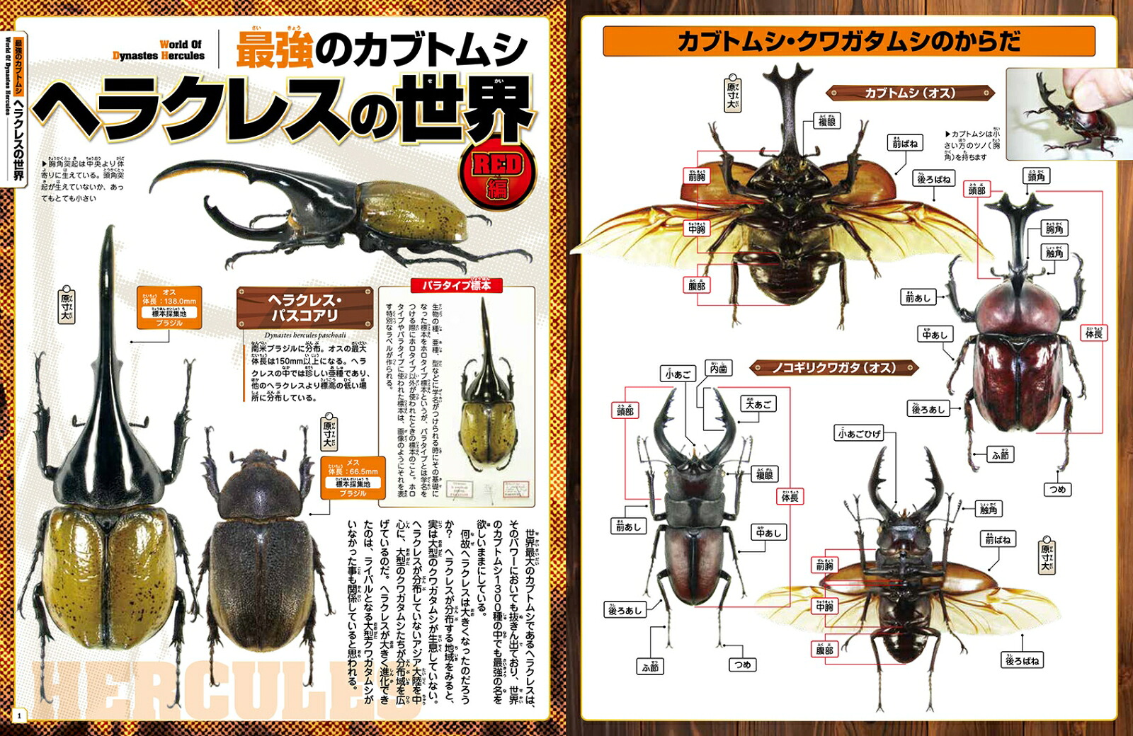 世界のカブトムシ・クワガタムシリアルフィギュア図鑑SUPERRED[岡村茂]