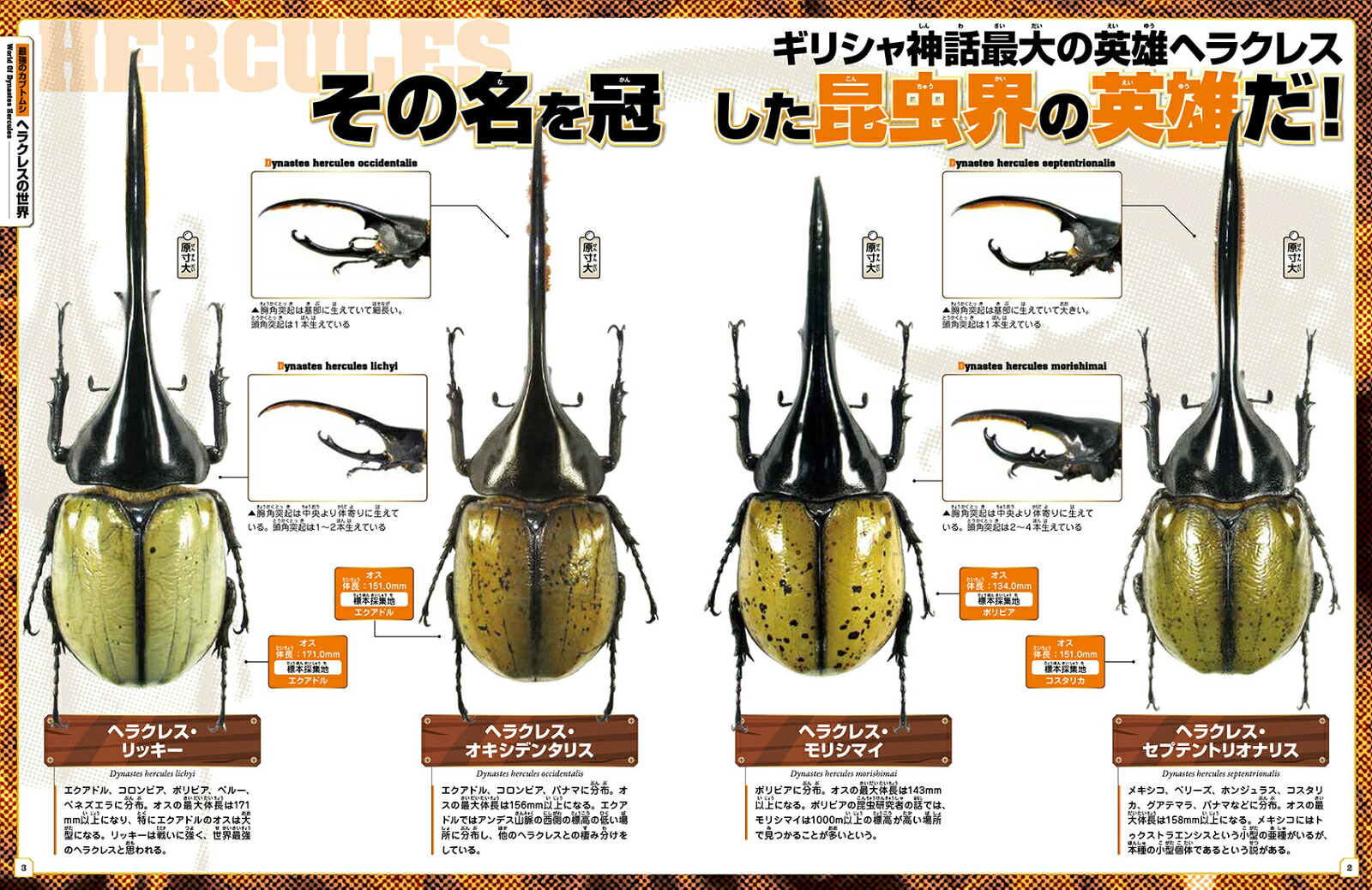 世界のカブトムシ・クワガタムシリアルフィギュア図鑑SUPERRED[岡村茂]