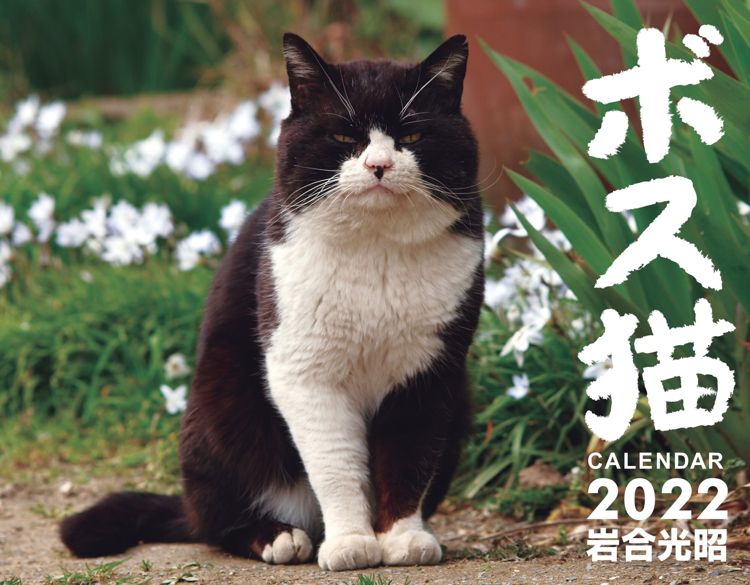 楽天ブックス ボス猫カレンダー22 岩合光昭 本