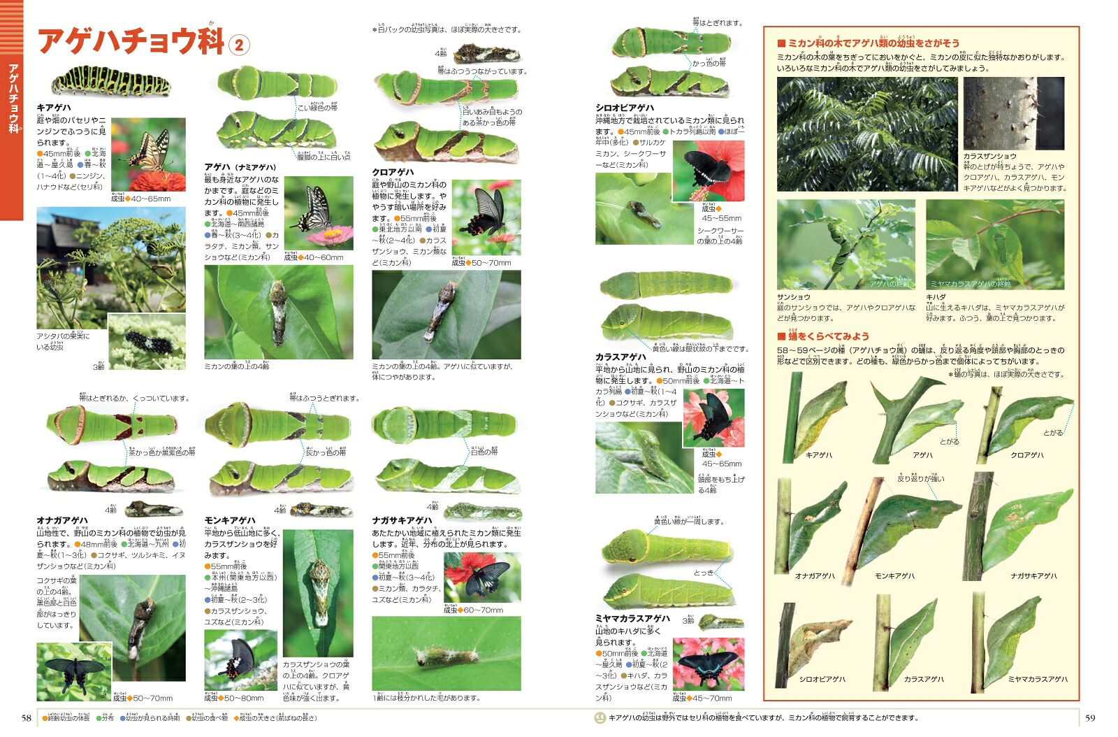 小学館の図鑑NEOイモムシとケムシDVDつきチョウ・ガの幼虫図鑑[鈴木知之]
