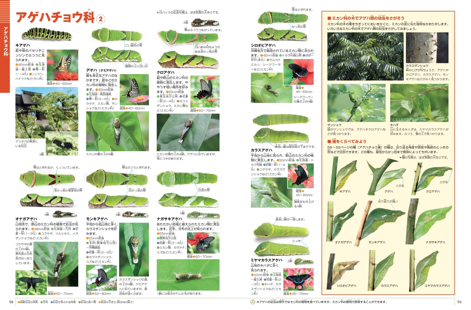 楽天ブックス 小学館の図鑑neo イモムシとケムシ Dvdつき チョウ ガの幼虫図鑑 鈴木 知之 本