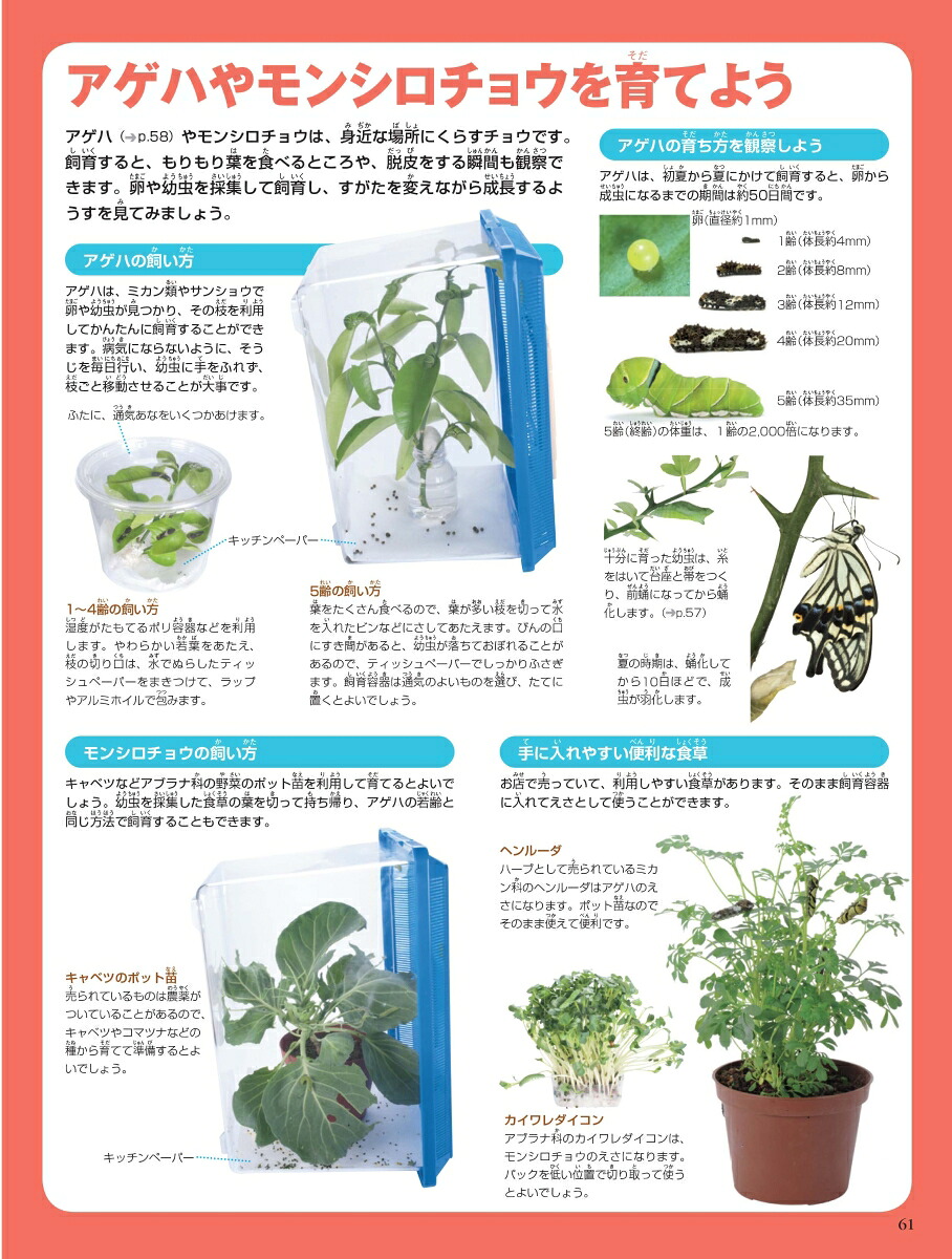 小学館の図鑑NEOイモムシとケムシDVDつきチョウ・ガの幼虫図鑑[鈴木知之]