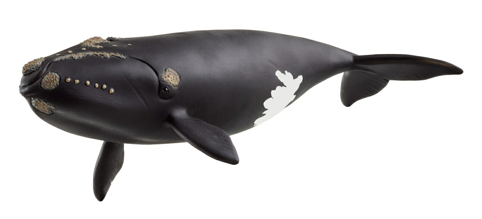 楽天市場】マッコウクジラ 14764 動物フィギュア ワイルドライフ