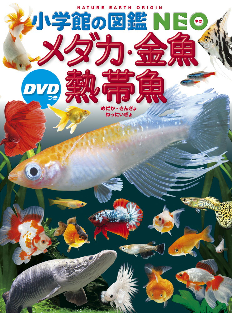 グラフィック社