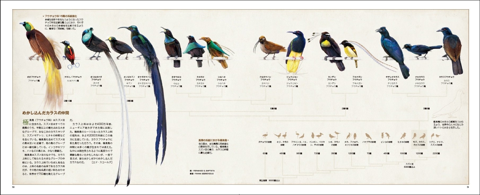楽天ブックス 極楽鳥全種 世界でいちばん美しい鳥 ティム レイマン 本