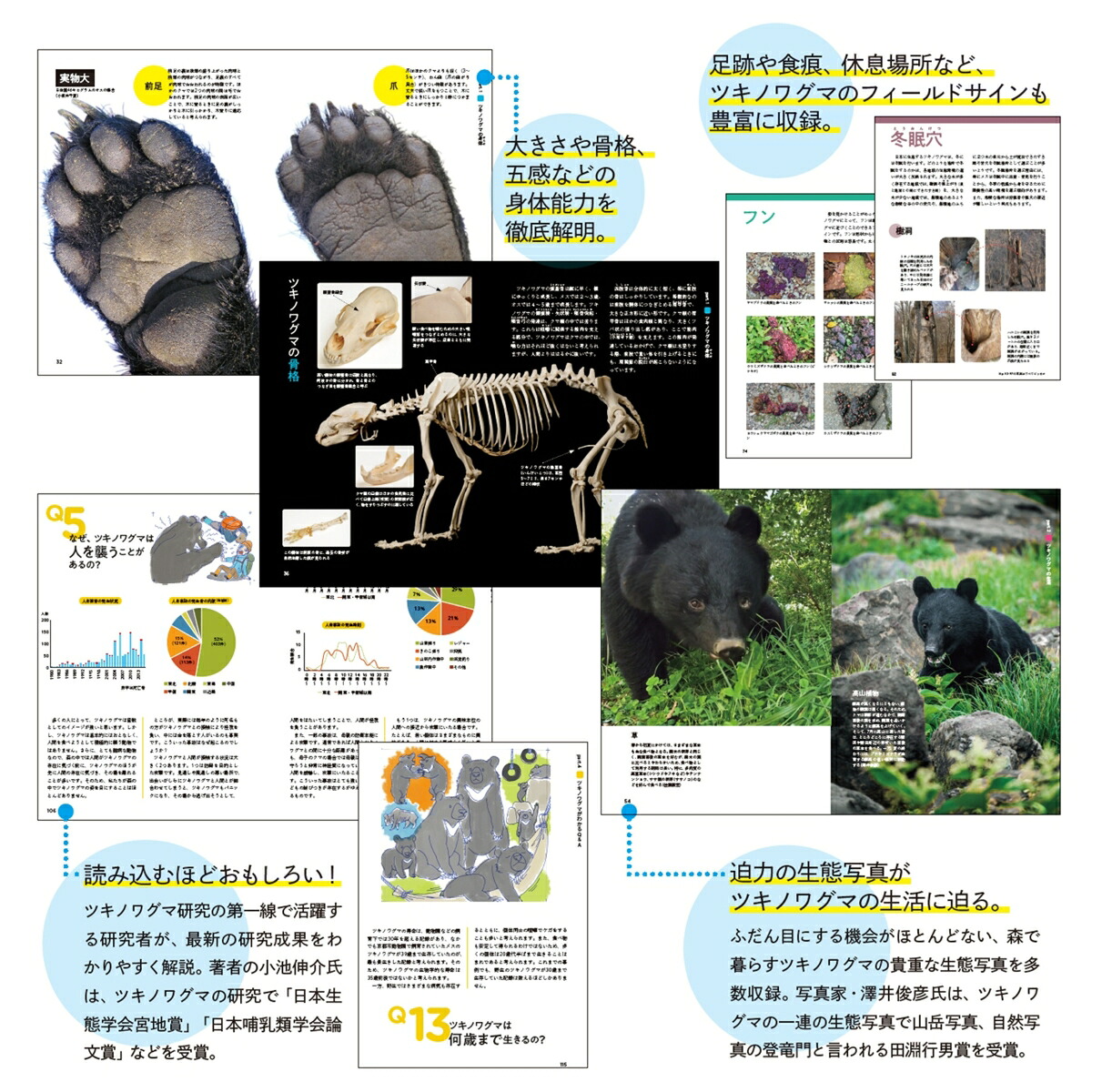 ツキノワグマのすべて森と生きる。[小池伸介]