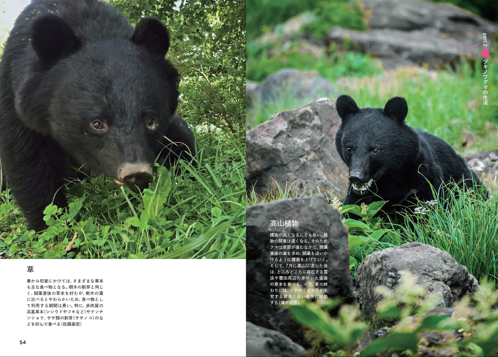 ツキノワグマのすべて森と生きる。[小池伸介]