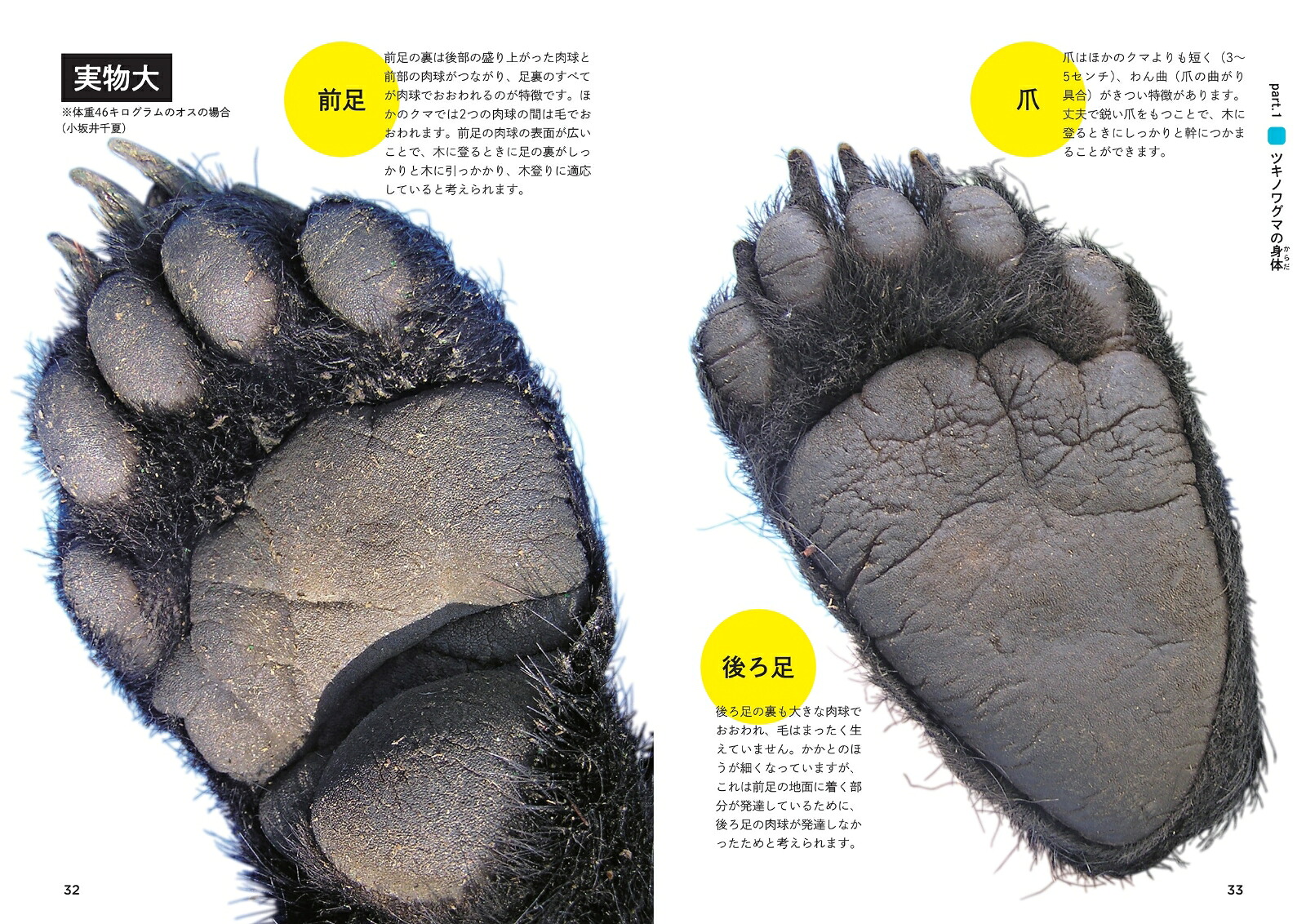 ツキノワグマのすべて森と生きる。[小池伸介]