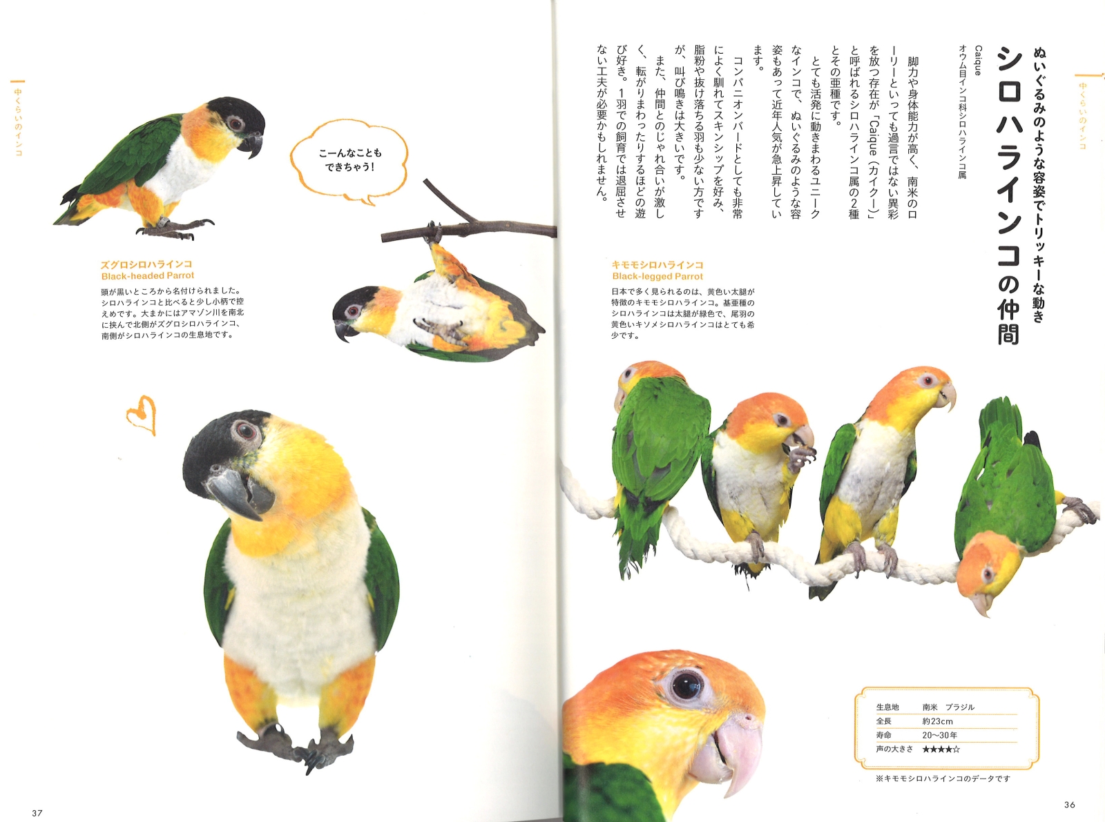 全国総量無料で- 私のインコ 豪華限定版・••定価１ - lab.comfamiliar.com