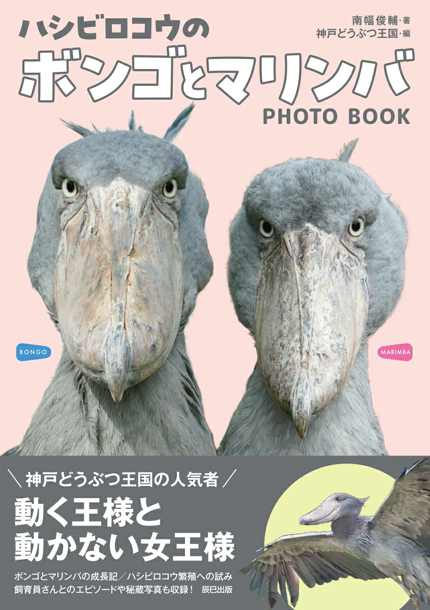 ハシビロコウのボンゴとマリンバ[南幅俊輔]