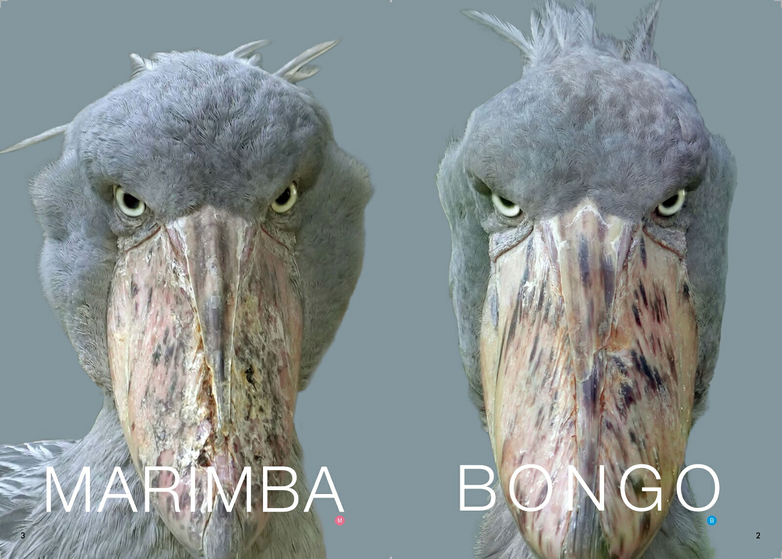 ハシビロコウのボンゴとマリンバ[南幅俊輔]