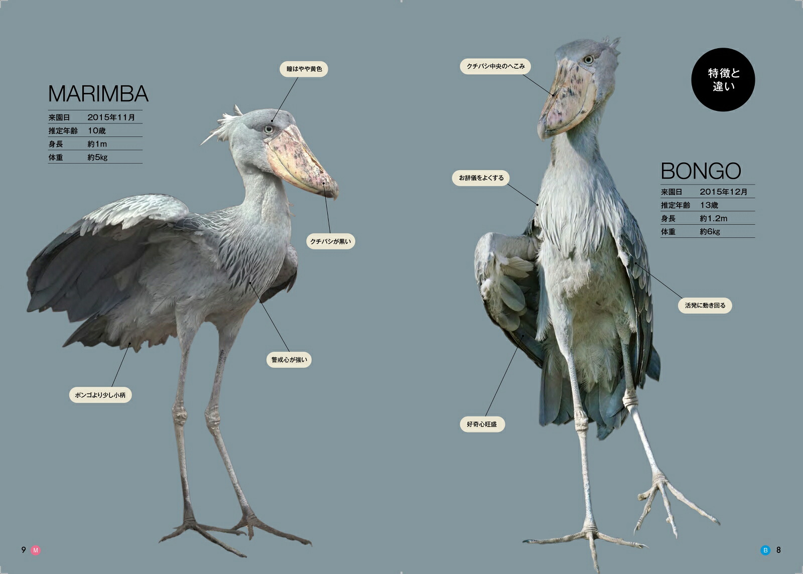 ハシビロコウのボンゴとマリンバ[南幅俊輔]