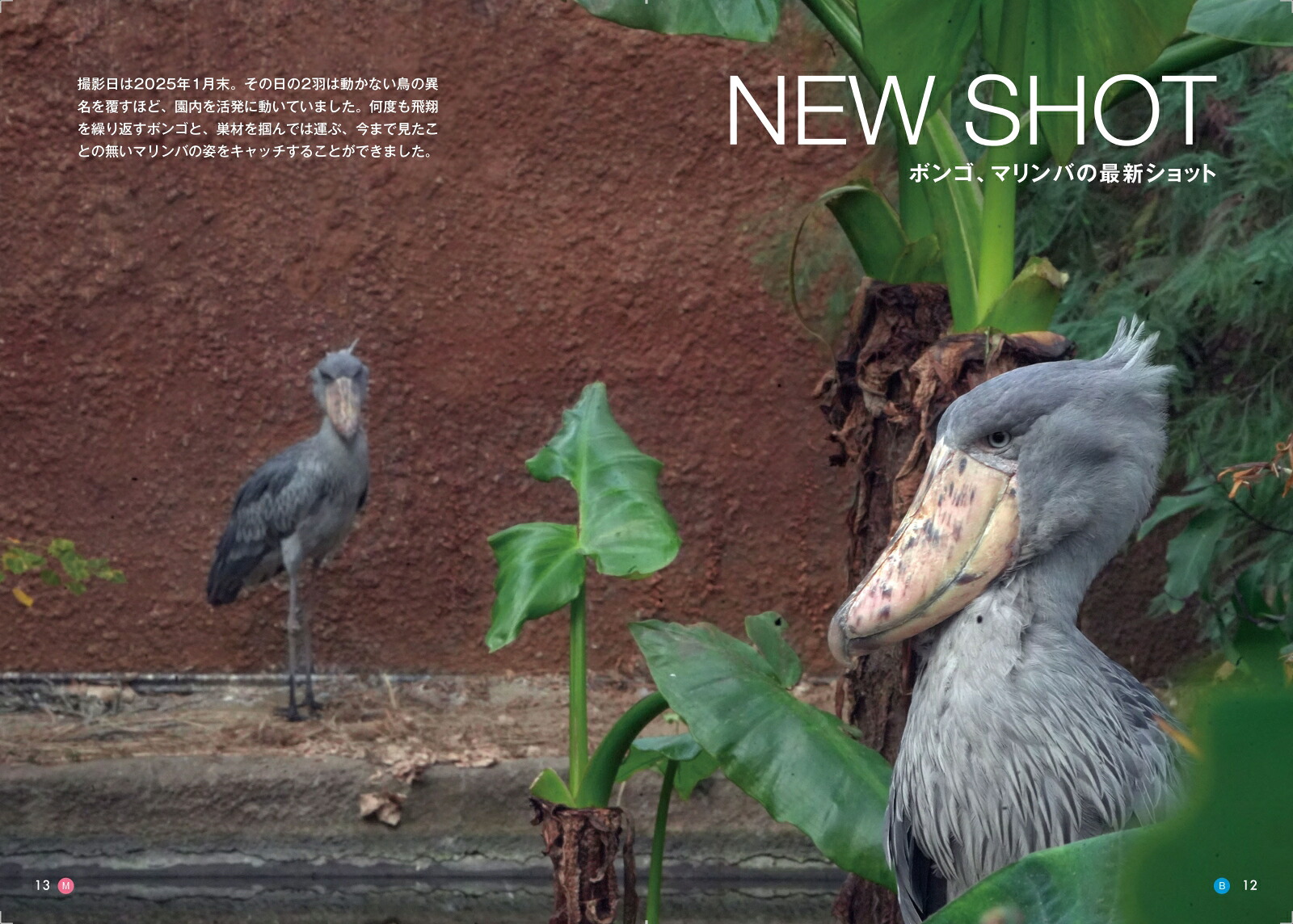 ハシビロコウのボンゴとマリンバ[南幅俊輔]