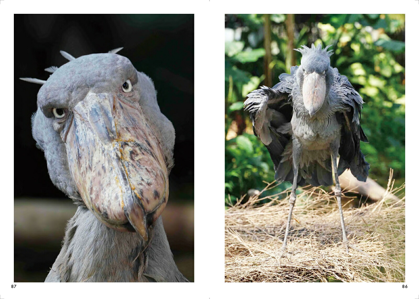 ハシビロコウのボンゴとマリンバ[南幅俊輔]