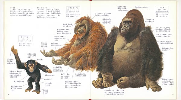 ɤ֤ĤΤɤ֤Ĥʤʡۤβʳإ꡼[¼夦]