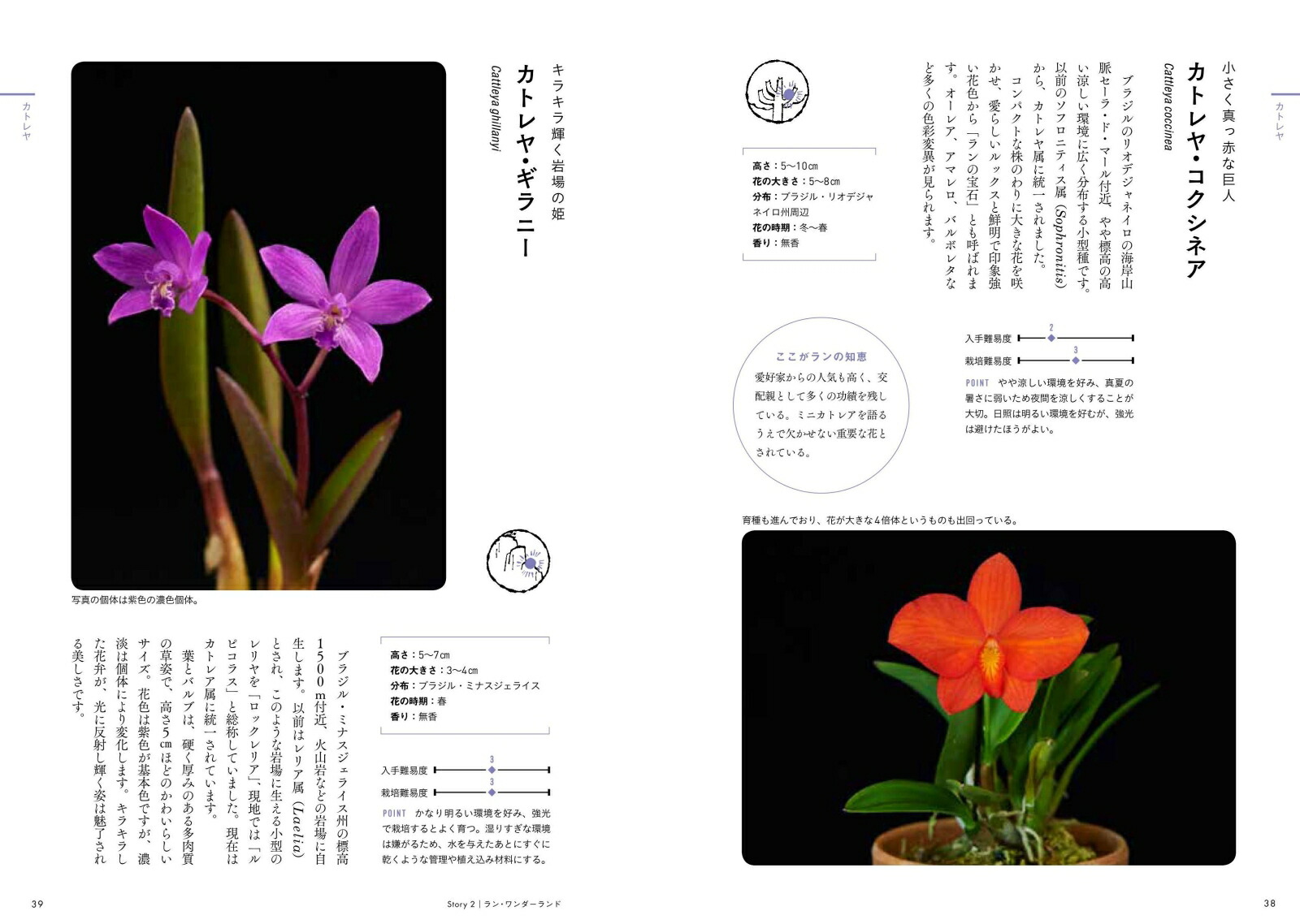 楽天ブックス ときめくラン図鑑 清水柾孝 本