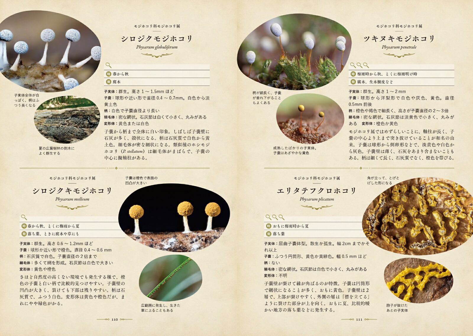楽天ブックス: 世にも美しい変形菌 - 身近な宝探しの楽しみ方 - 川上新一 - 9784829972427 : 本