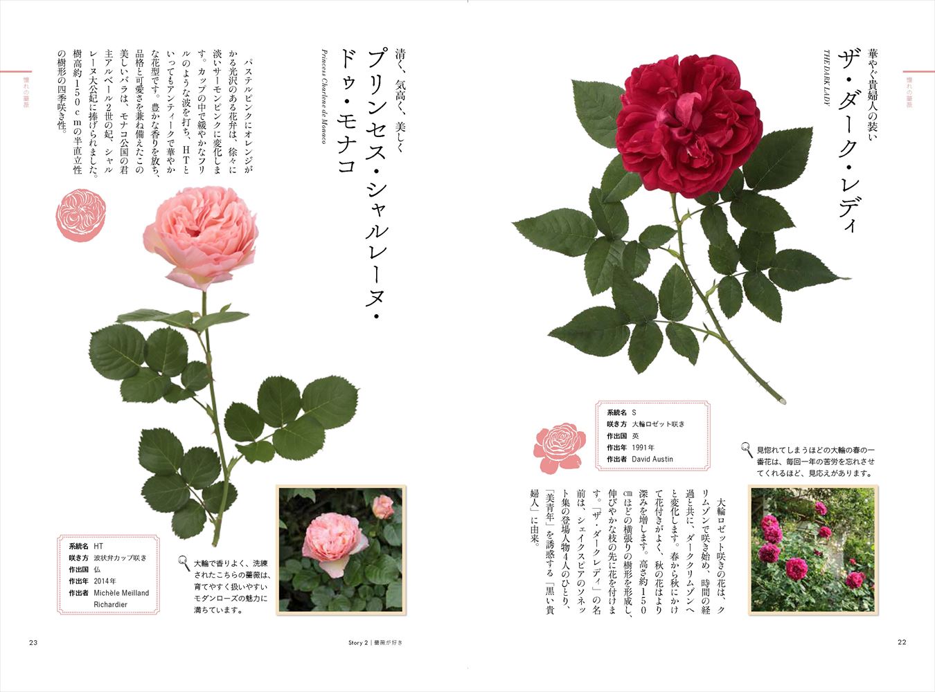 楽天ブックス ときめく薔薇図鑑 元木はるみ 本