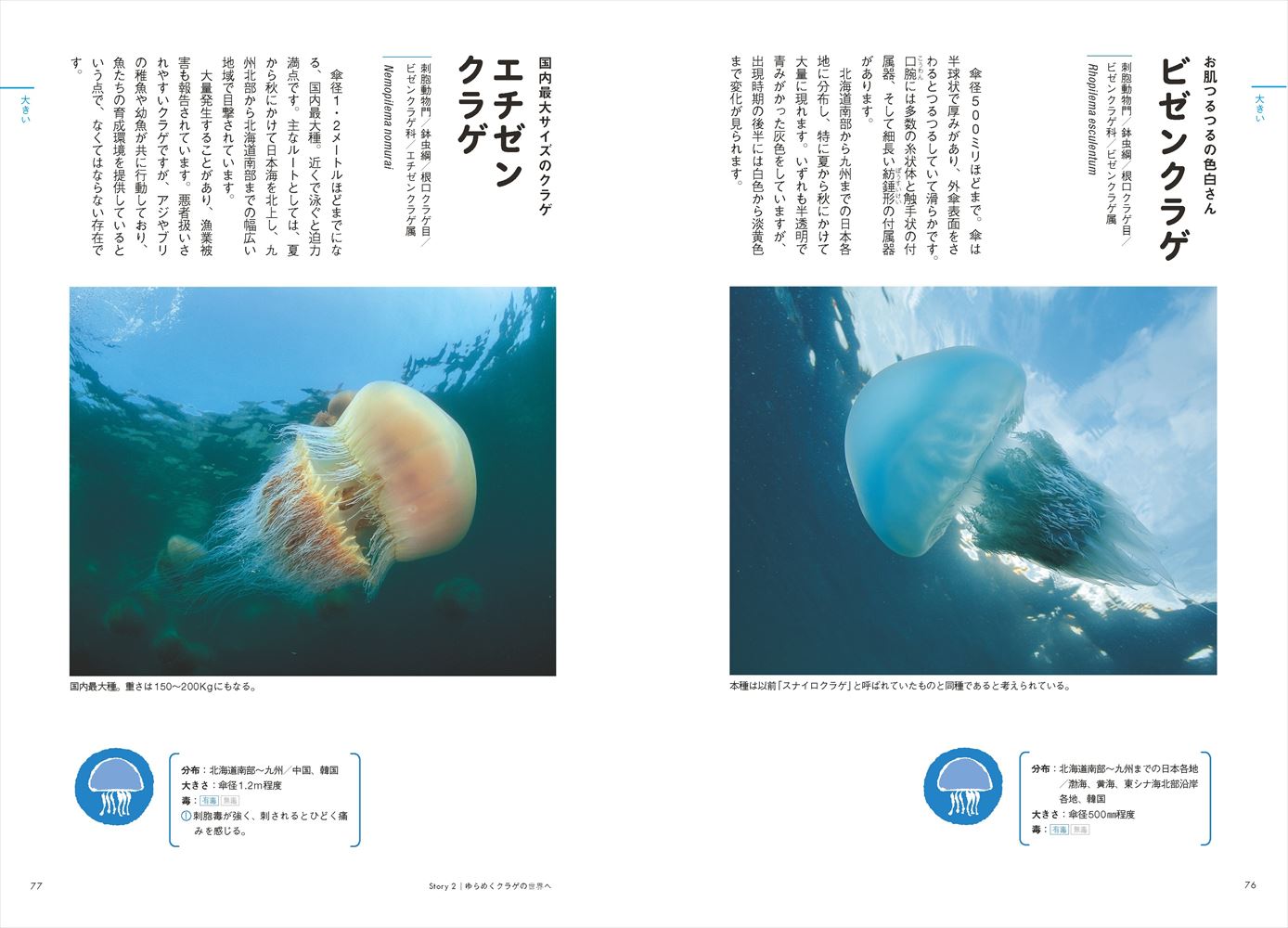 ときめくクラゲ図鑑[峯水亮]