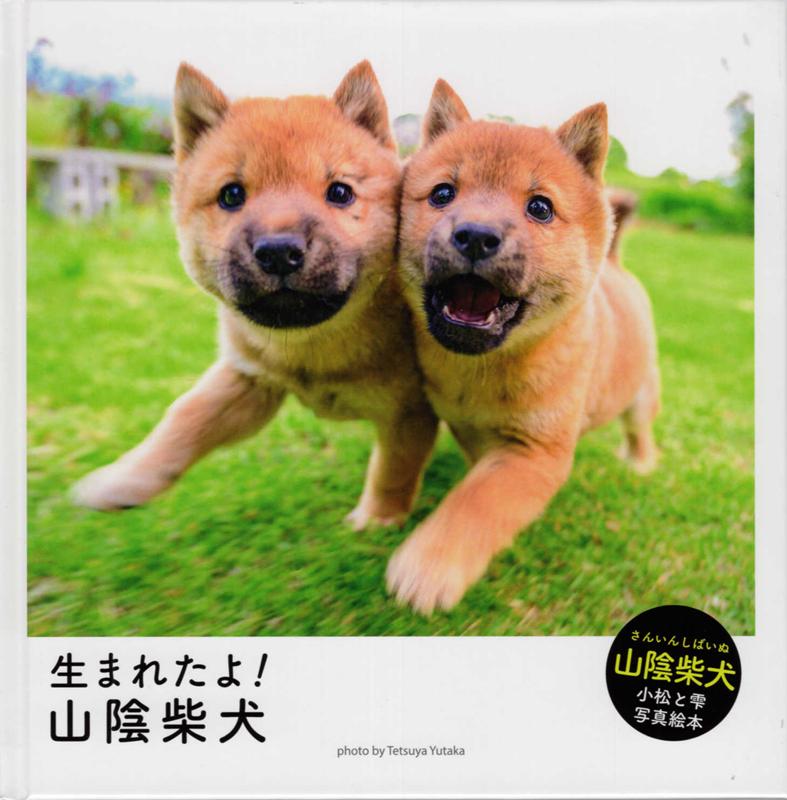 楽天ブックス 生まれたよ 山陰柴犬 豊哲也 本
