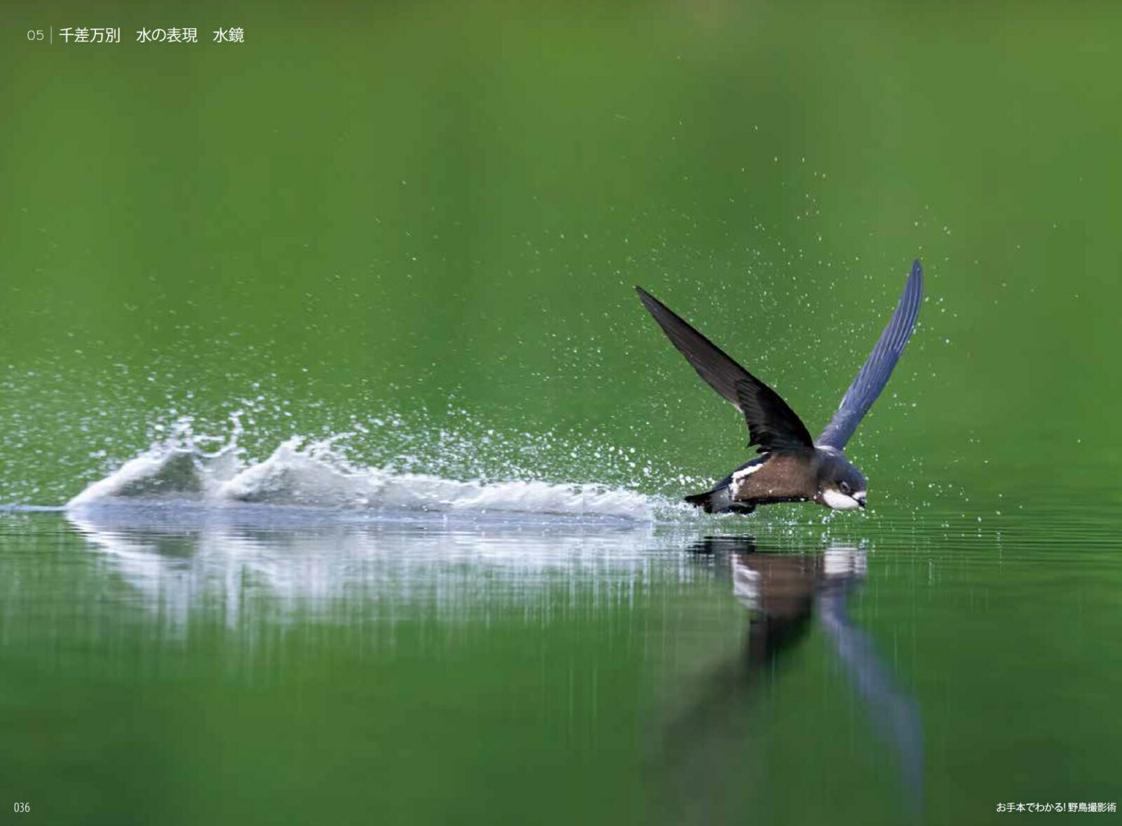 お手本でわかる！野鳥撮影術[BIRDER編集部]