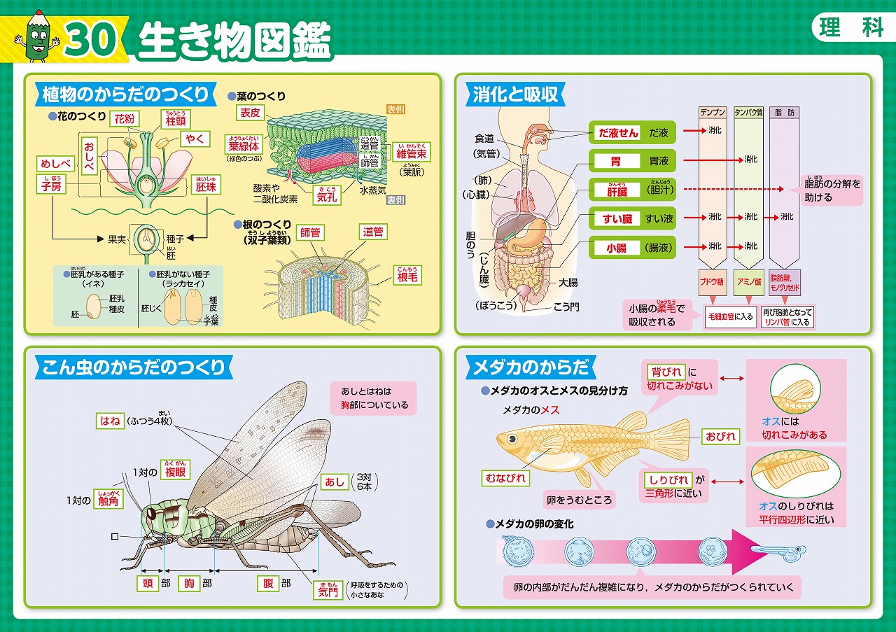 �Ǥ�羮�ع��ޤ뤴�Ȱŵ��ݥ������֥å�[��ʸ��]