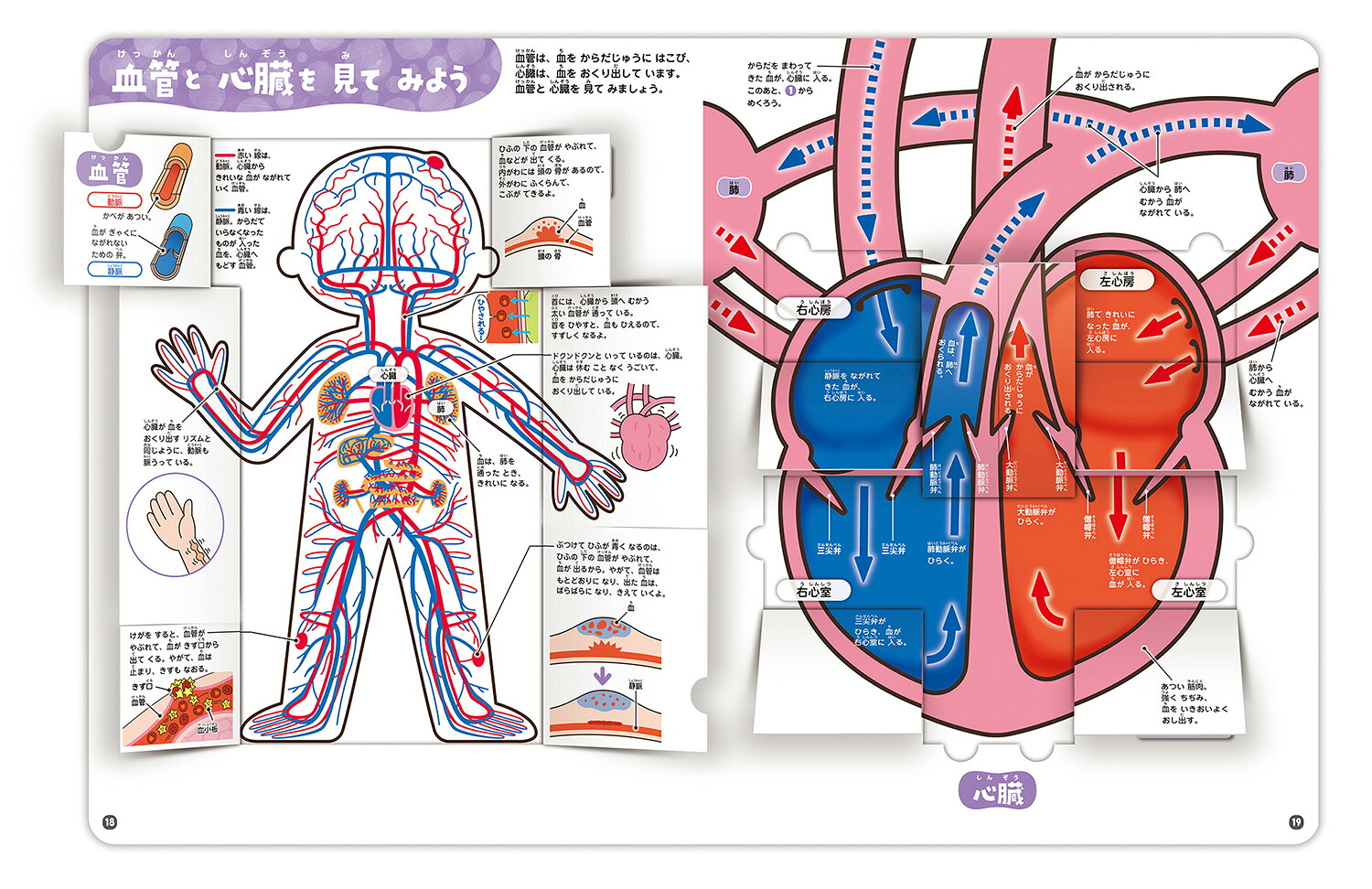 楽天ブックス: からだのしくみ図鑑 - 阿部和厚 - 9784052052569 : 本