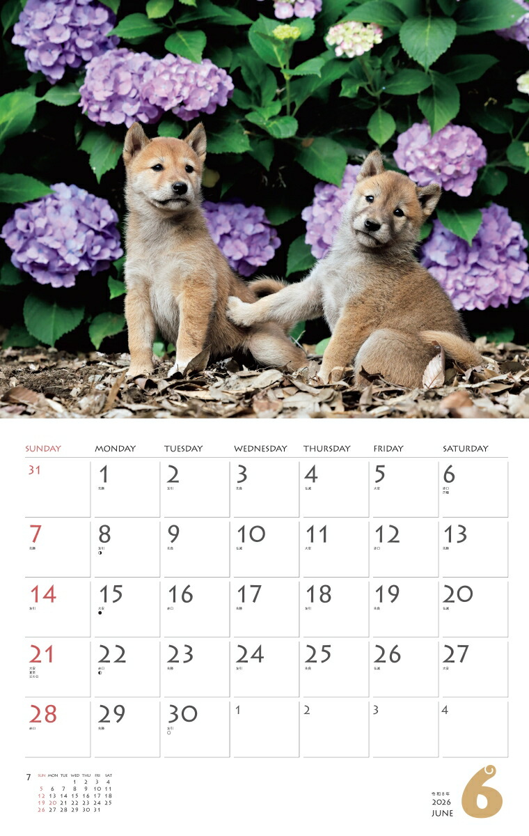 カレンダー2026柴犬（月めくり/壁掛け/いぬ）（［カレンダー］）