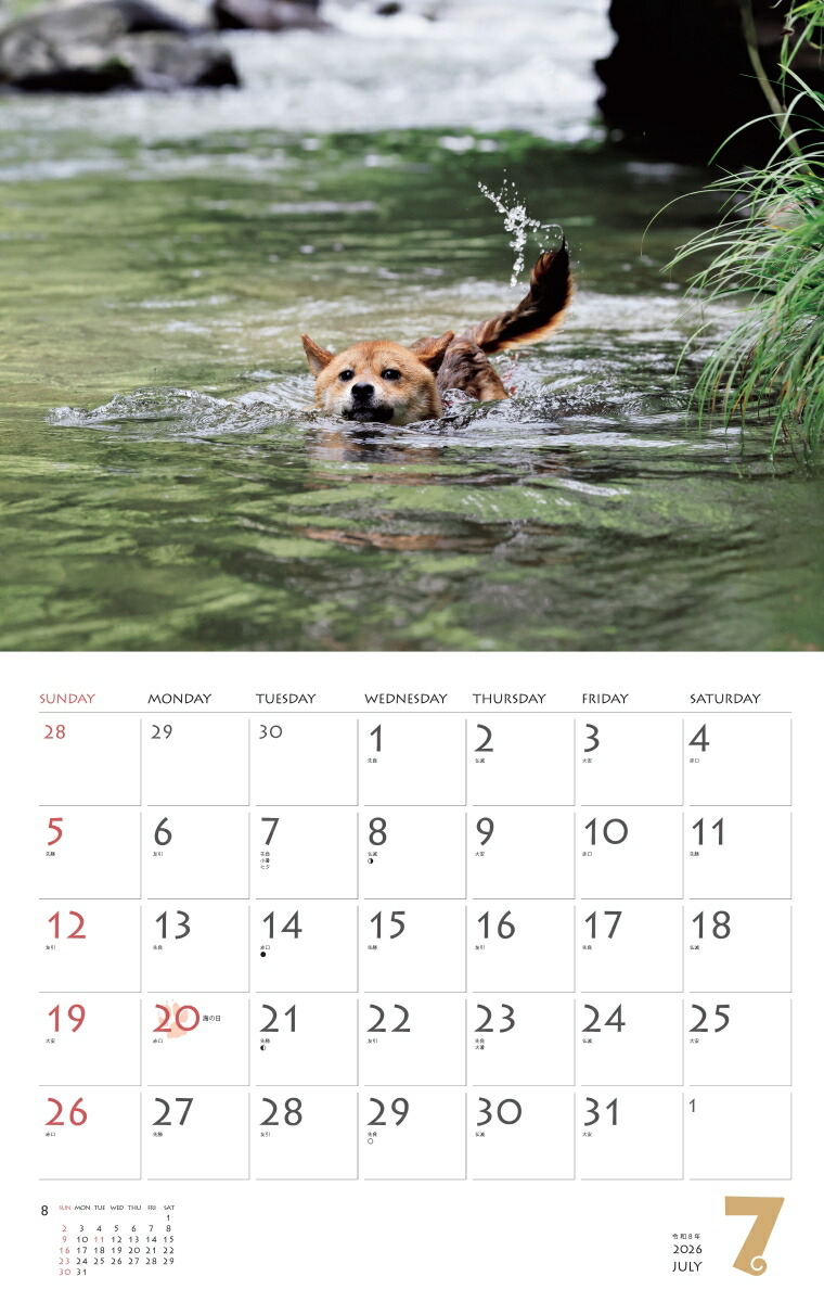 カレンダー2026柴犬（月めくり/壁掛け/いぬ）（［カレンダー］）