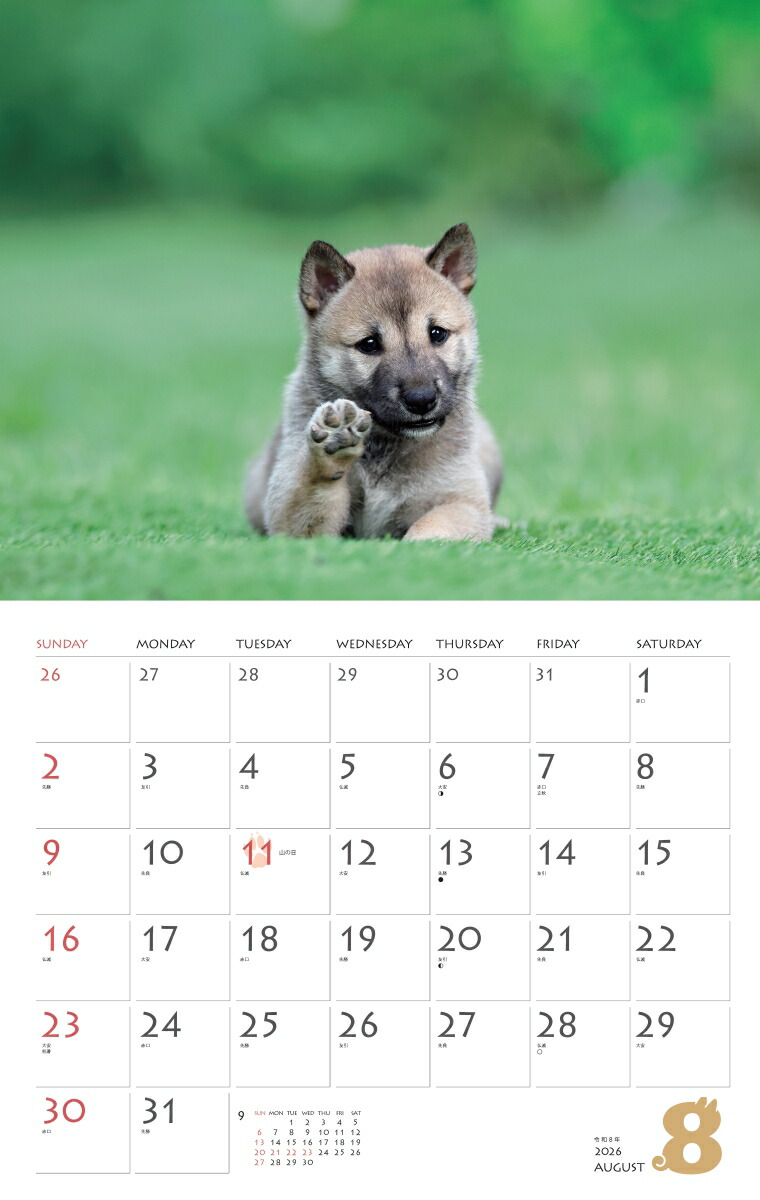 カレンダー2026柴犬（月めくり/壁掛け/いぬ）（［カレンダー］）