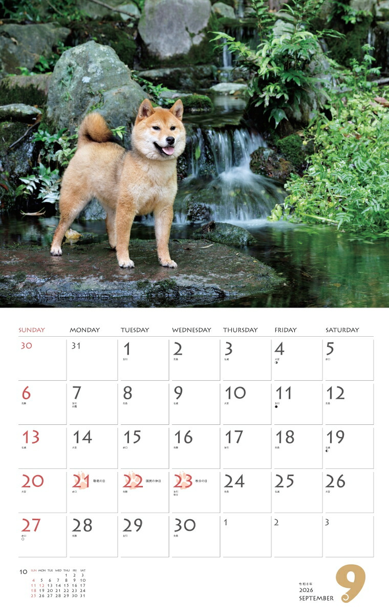 カレンダー2026柴犬（月めくり/壁掛け/いぬ）（［カレンダー］）