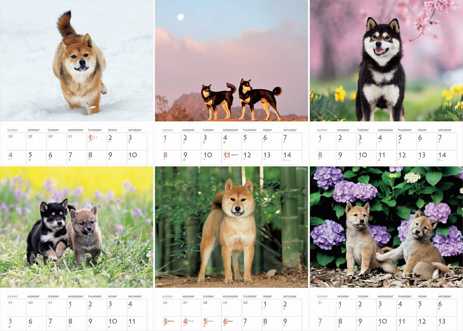カレンダー2026柴犬（月めくり/壁掛け/いぬ）（［カレンダー］）
