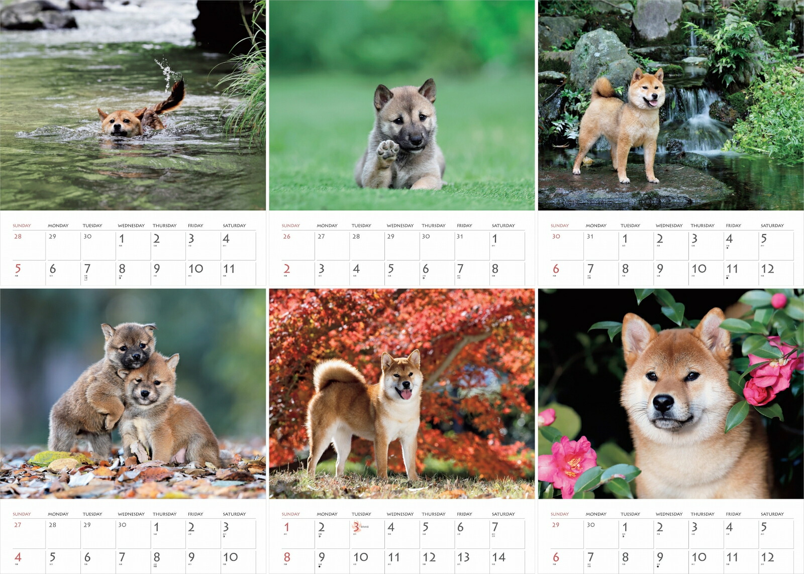 カレンダー2026柴犬（月めくり/壁掛け/いぬ）（［カレンダー］）