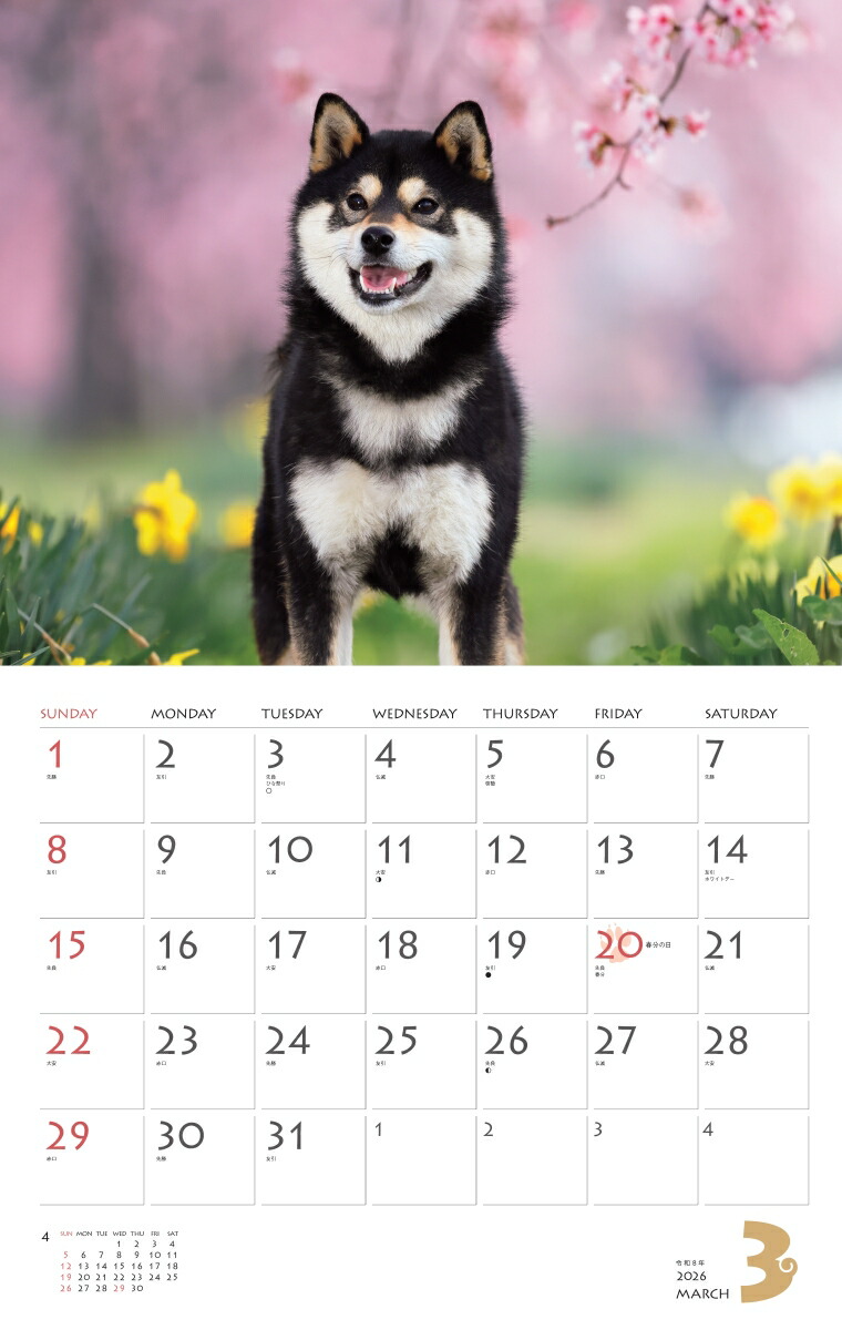 カレンダー2026柴犬（月めくり/壁掛け/いぬ）（［カレンダー］）