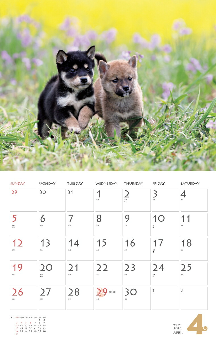 カレンダー2026柴犬（月めくり/壁掛け/いぬ）（［カレンダー］）