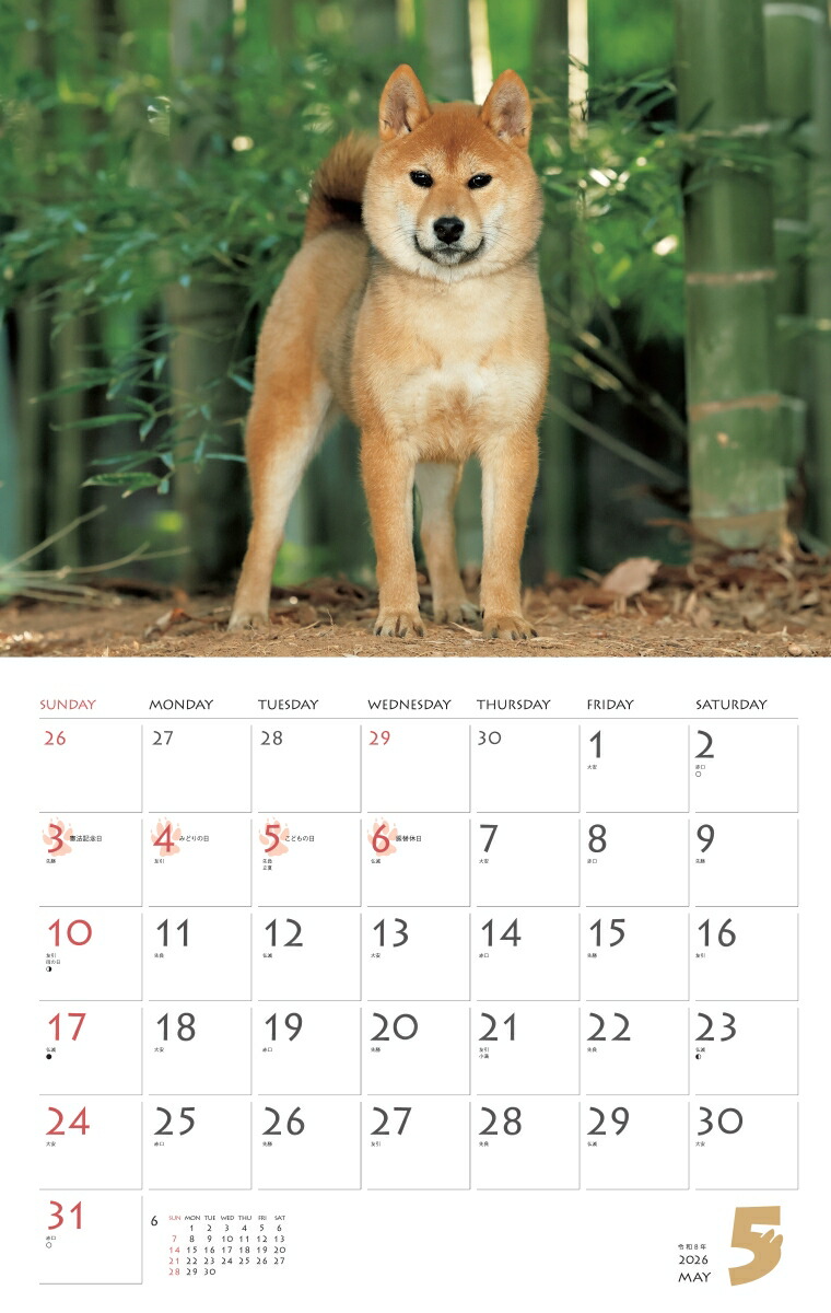 カレンダー2026柴犬（月めくり/壁掛け/いぬ）（［カレンダー］）