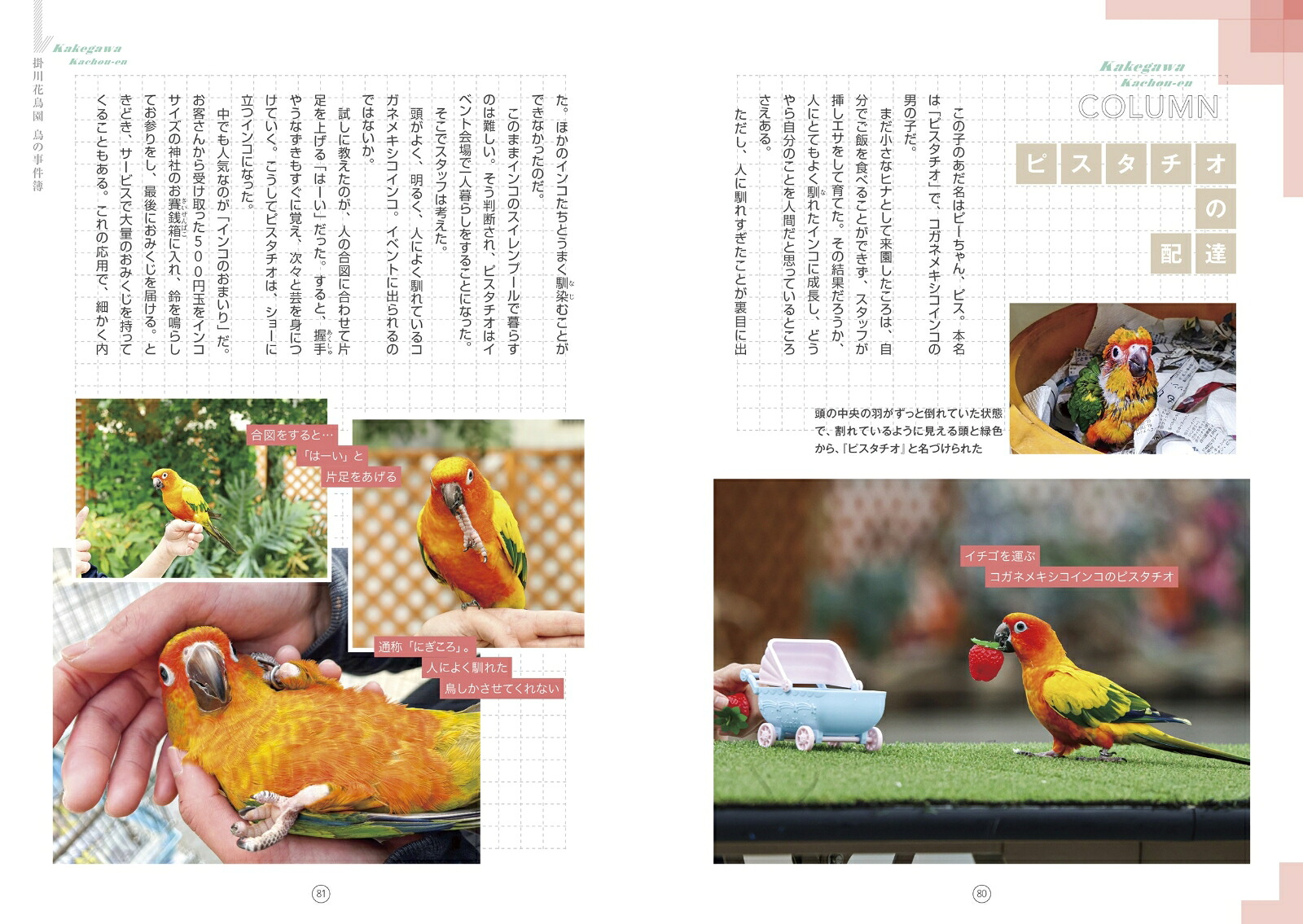 掛川花鳥園鳥の事件簿[掛川花鳥園]