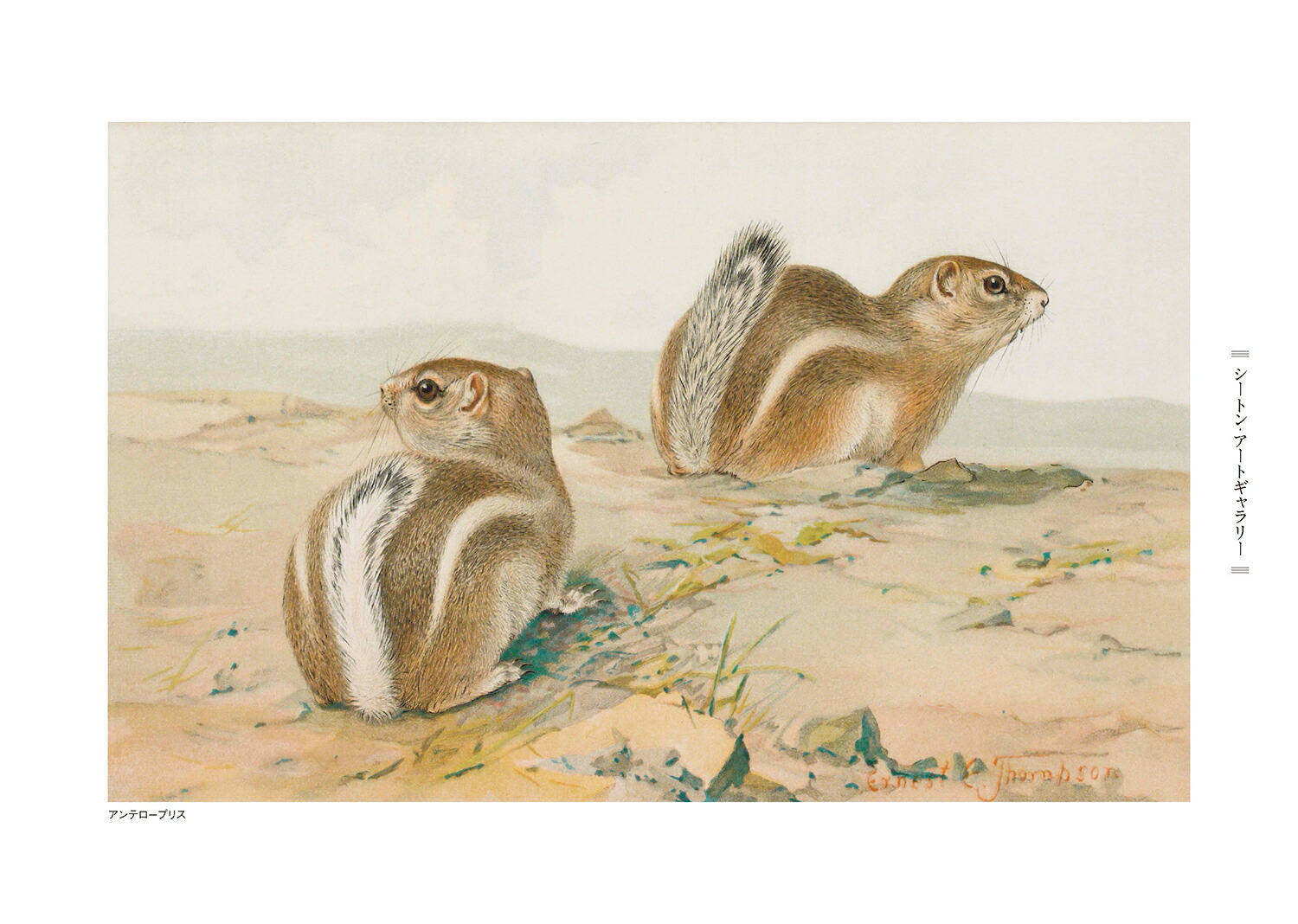 ꥹΥХʡƥʿ޽ǡˡʥȥưʪ[ͥȡTȥ]