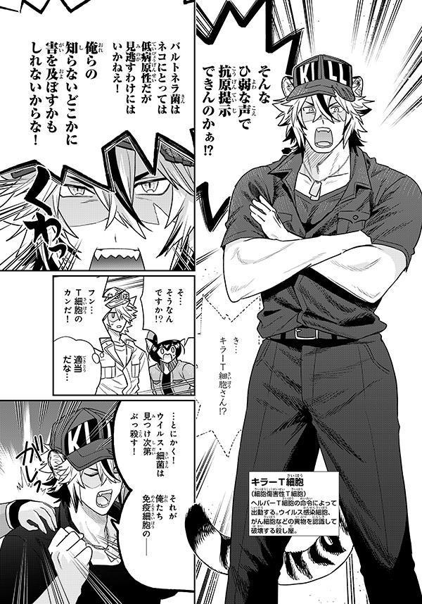 はたらく細胞猫（1）（シリウスKC）[かいれめく]